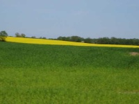 image of rapeseed