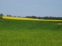 image of rapeseed #5