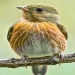 image of bird