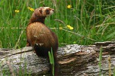 image of polecat
