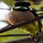 image of bird