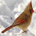 image of bird