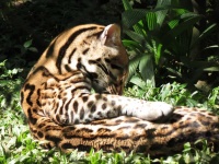 image of animal