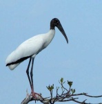 image of stork