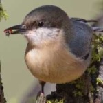 image of crested_nuthatch #25