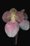 image of hard_leaved_pocket_orchid #3