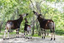 image of animal