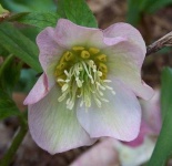 image of flower