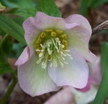 image of lenten_rose #25