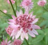 image of flower