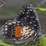 image of animal