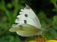 image of cabbage_butterfly