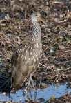 image of limpkin
