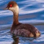 image of bird