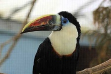 image of toucan
