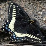 image of animal
