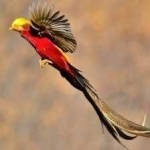 image of golden_pheasant #0