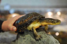 image of mud_turtle
