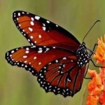 image of animal