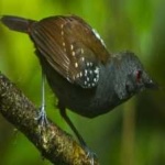 image of bird