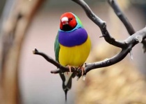 image of finch