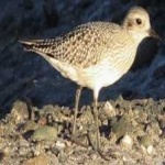 image of bird