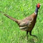 image of ring_necked_pheasant #3