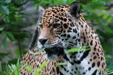 image of jaguar_car