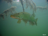 image of barracouta