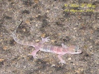 image of banded_gecko