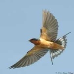 image of bird