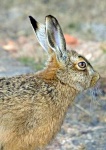 image of hare