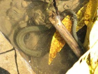 image of water_snake