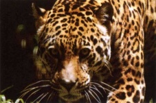 image of jaguar_car