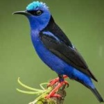 image of bird