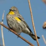 image of bird