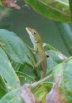 image of american_chameleon