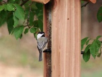 image of chickadee