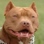 image of animal