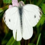 image of animal