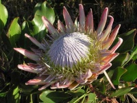 image of flower
