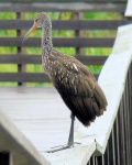 image of limpkin