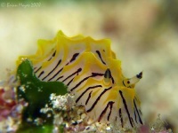 image of sea_slug #33