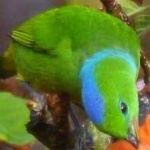 image of bird