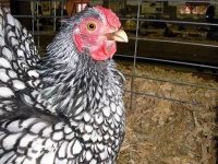 image of animal