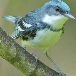 image of bird