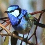 image of bird
