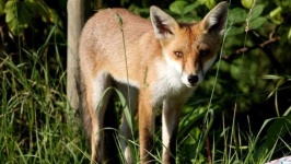 image of animal