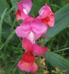 image of flower