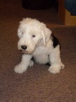 image of old_english_sheepdog #26